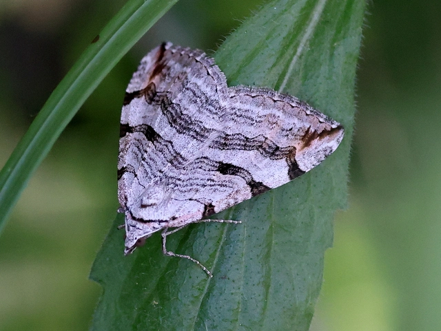 Aplocera efformata/plagiata