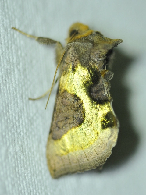 Diachrysia stenochrysis - rejtőző aranybagoly