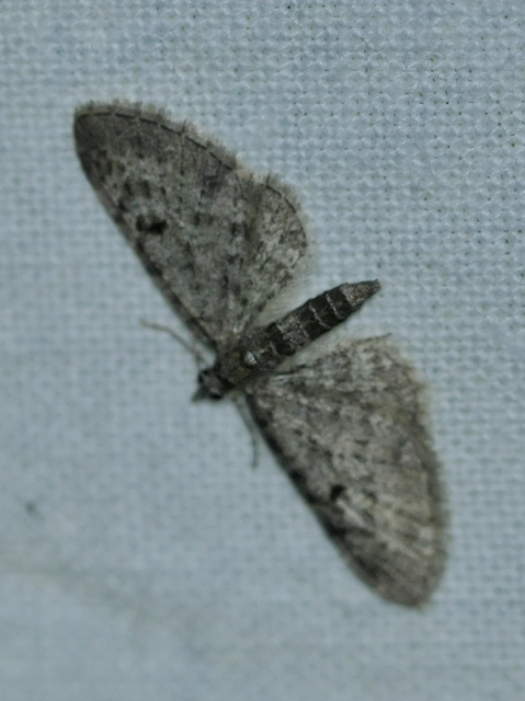 Eupithecia virgaureata - aranyvessző-törpearaszoló
