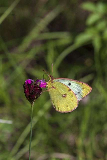 Colias alfacariensis - déli kéneslepke