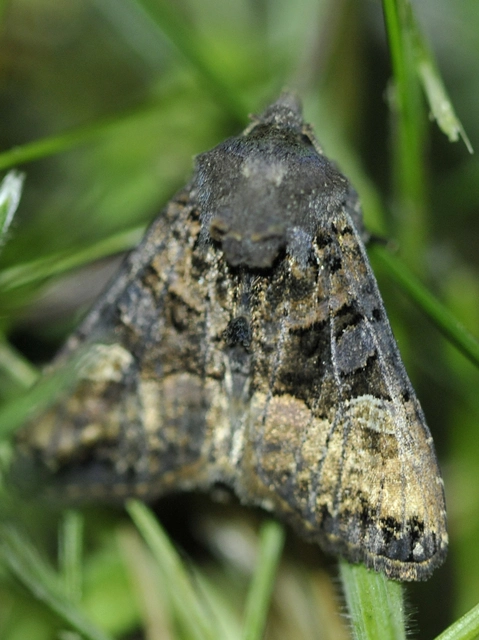 Euplexia lucipara - szeder-csipkésbagoly