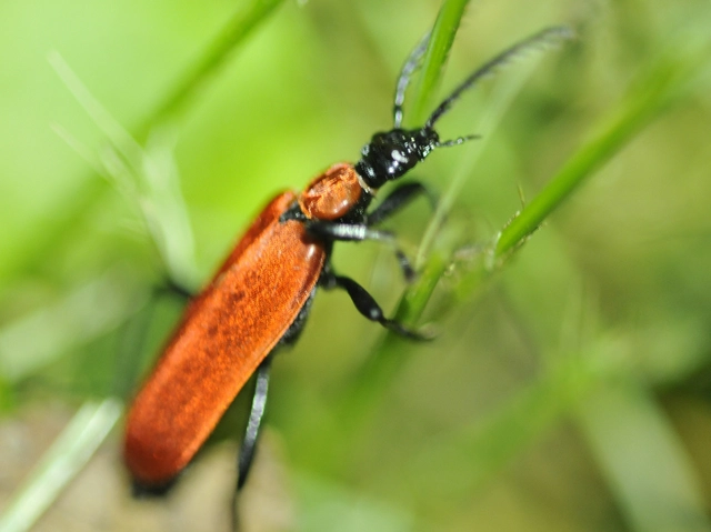 Pyrochroa coccinea - nagy bíborbogár