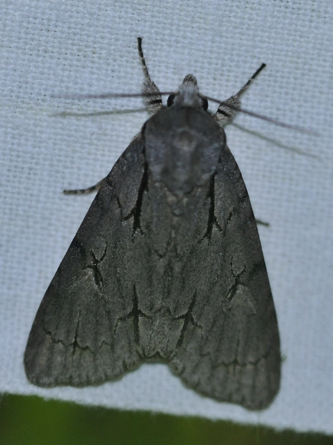 Acronicta cuspis/tridens/psi