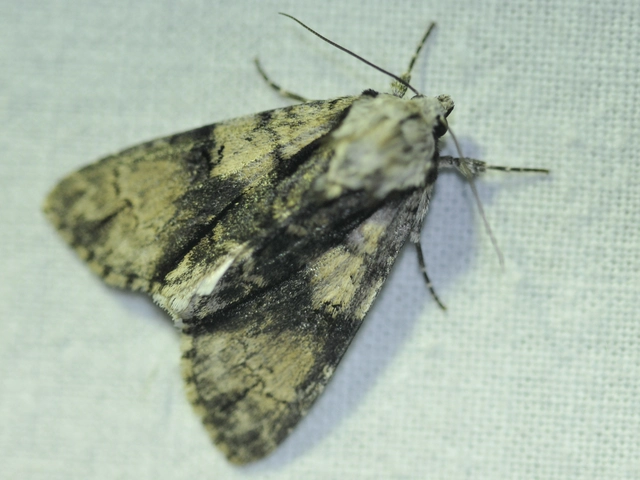Acronicta alni - éger-szigonyosbagoly