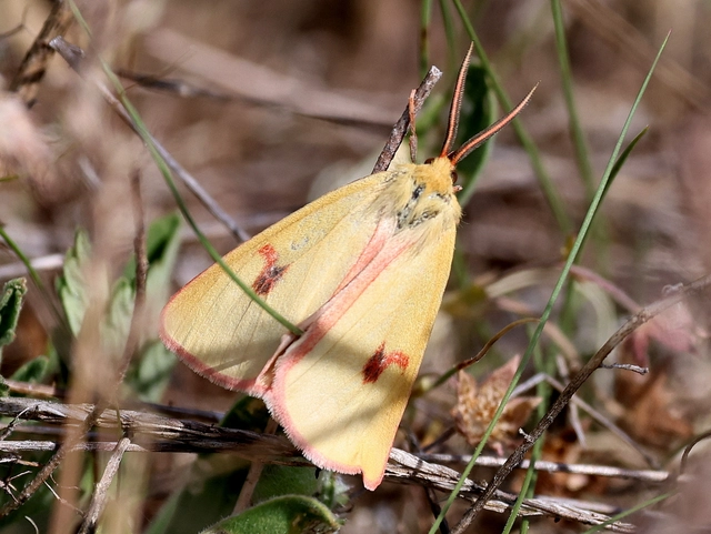 Diacrisia sannio - vörösszélű medvelepke