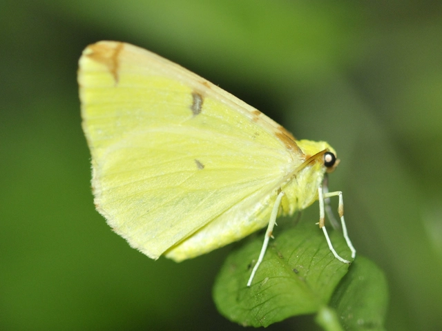 Opisthograptis luteolata - citromsárga araszoló