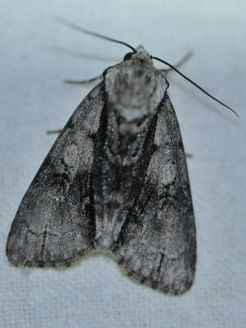 Acronicta alni - éger-szigonyosbagoly