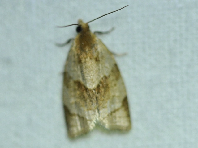 Clepsis rurinana - fakó sodrómoly