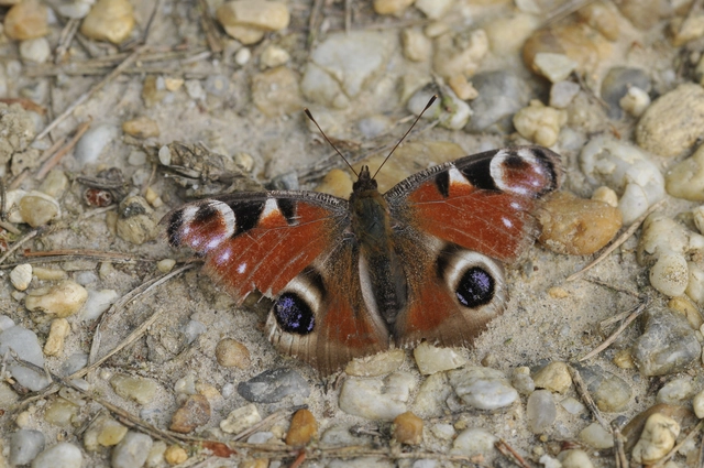 Nymphalis io - nappali pávaszem