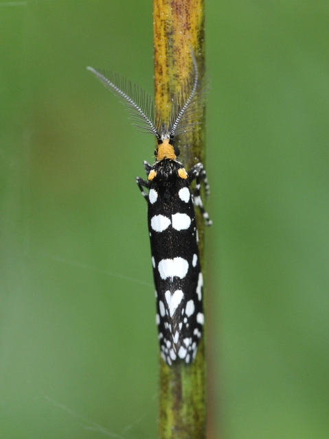 Euplocamus anthracinalis - fésűscsápú korhadékmoly