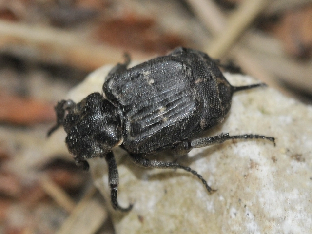Valgus hemipterus - suta virágbogár