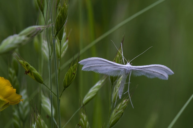 Pterophorus pentadactyla - fehér tollasmoly