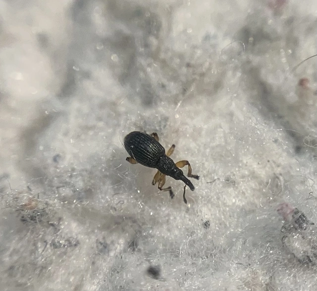 Protapion fulvipes - vadhere-cickányormányos Protapion fulvipes - vadhere-cickányormányos