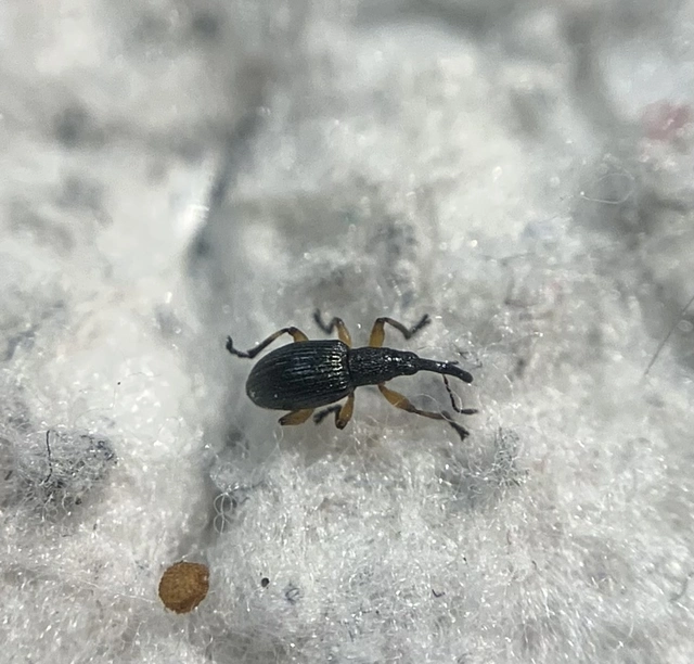 Protapion varipes - görbelábú cickányormányos Protapion varipes - görbelábú cickányormányos