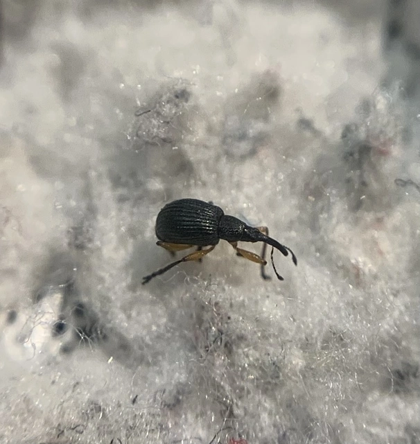 Protapion varipes - görbelábú cickányormányos Protapion varipes - görbelábú cickányormányos