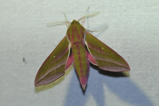 Deilephila elpenor - szőlőszender