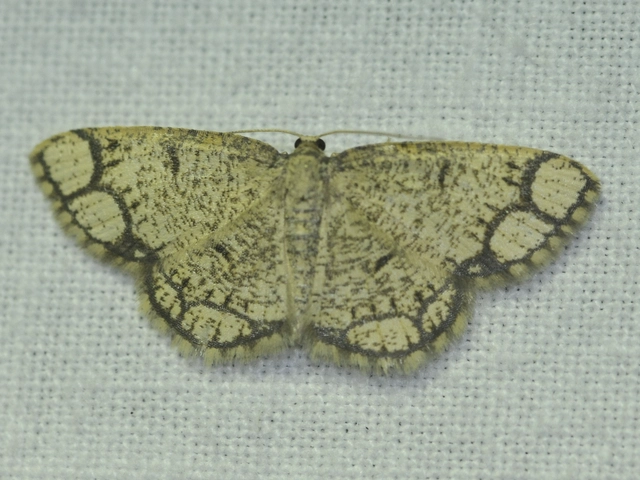 Stegania cararia - gyűrűs nyáraraszoló