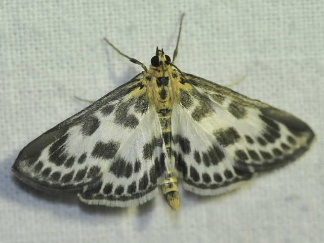Anania hortulata - tarka csalánmoly