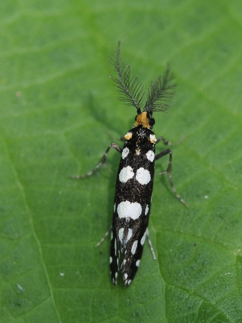 Euplocamus anthracinalis - fésűscsápú korhadékmoly