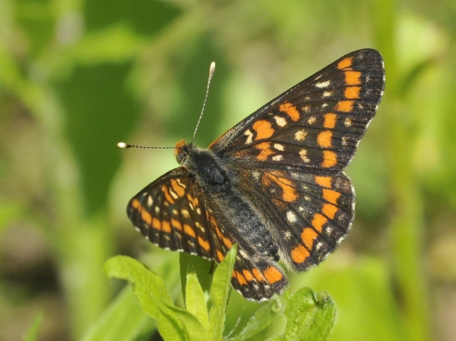 Euphydryas maturna - díszes tarkalepke