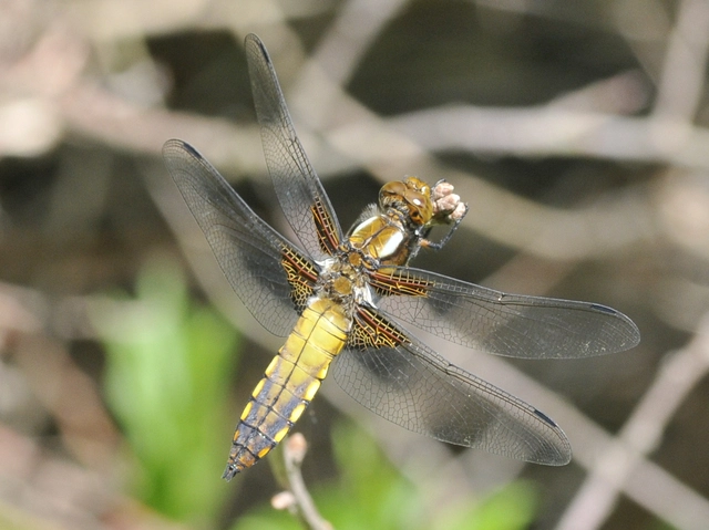 Libellula depressa - széles laposacsa