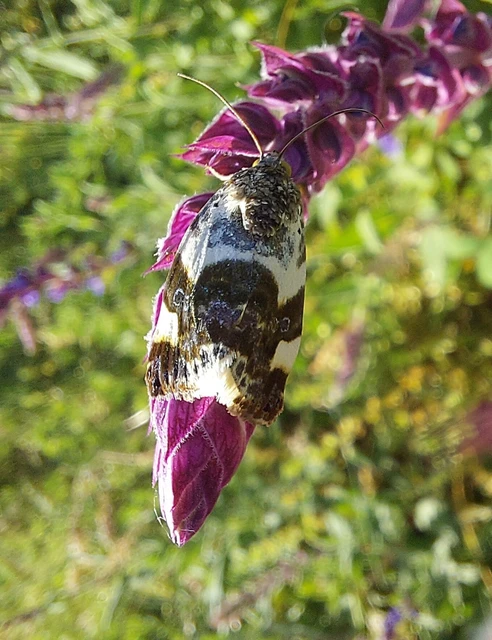 Acontia lucida - fehér nappalibagoly