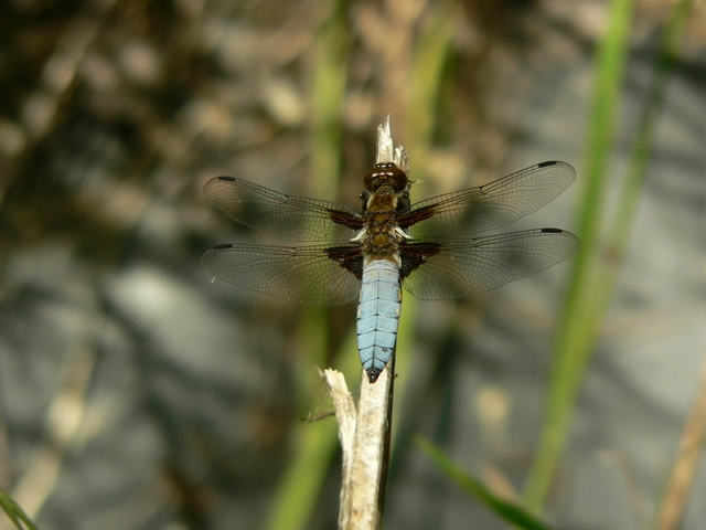 Libellula depressa - széles laposacsa