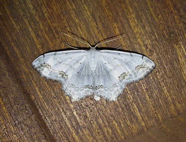 Scopula ornata - díszes fehéraraszoló