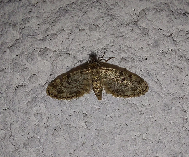Eupithecia tantillaria - feketegyűrűs törpearaszoló