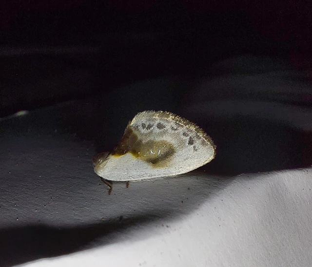 Cilix glaucata - törpe sarlósszövő