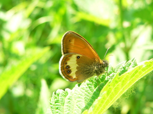 Coenonympha arcania - fehéröves szénalepke