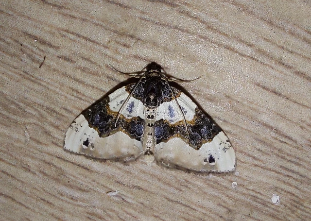 Cosmorhoe ocellata - szemes galajaraszoló
