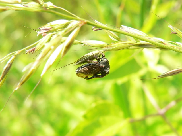 Centrotus cornutus - szarvaskabóca