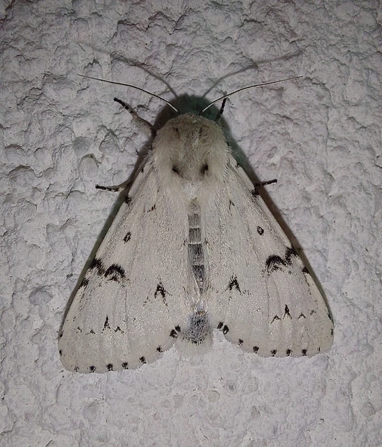 Acronicta leporina - fehér szigonyosbagoly