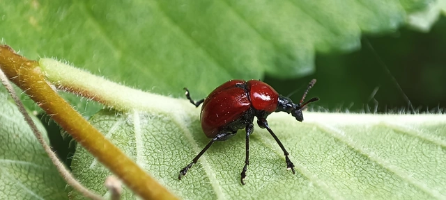 Attelabus nitens - tölgy-levélsodró