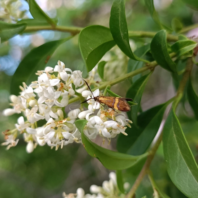 Nemophora degeerella - pompás tőrösmoly