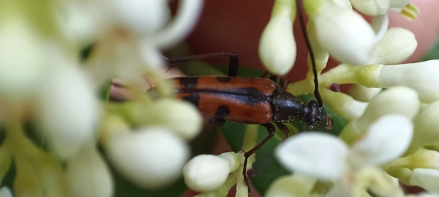 Stenurella septempunctata - hétpettyes karcsúcincér