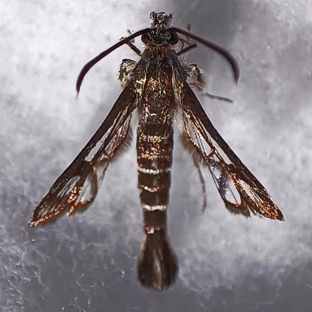 Sesiidae - szitkárfélék