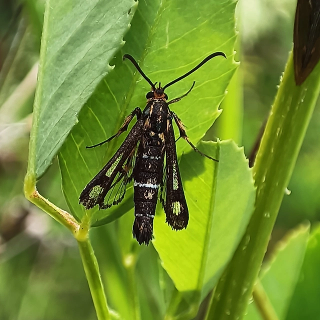 Sesiidae - szitkárfélék