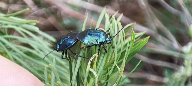 Zicrona caerulea - acélkék poloska Zicrona caerulea - acélkék poloska