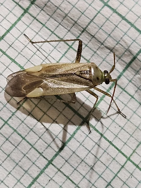 Adelphocoris lineolatus - lucernapoloska