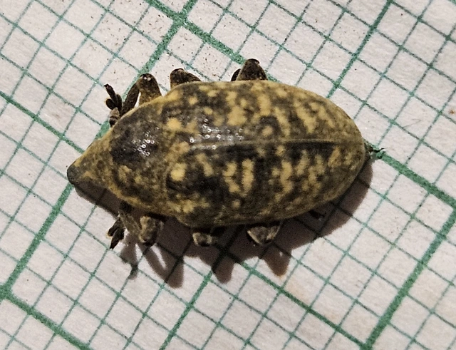 Larinus turbinatus - kúposorrú púderbarkó