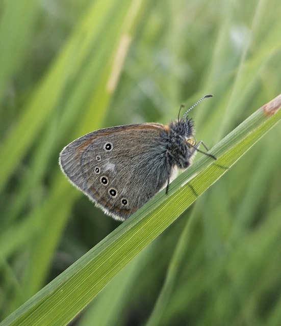 Coenonympha glycerion - közönséges szénalepke