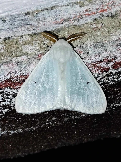 Arctornis l-nigrum - L-betűs gyapjaslepke