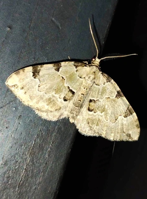 Colostygia pectinataria - zöld levélaraszoló