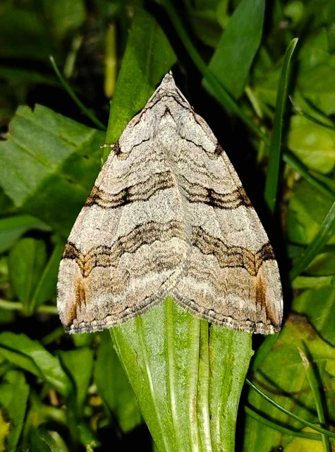 Aplocera efformata/plagiata