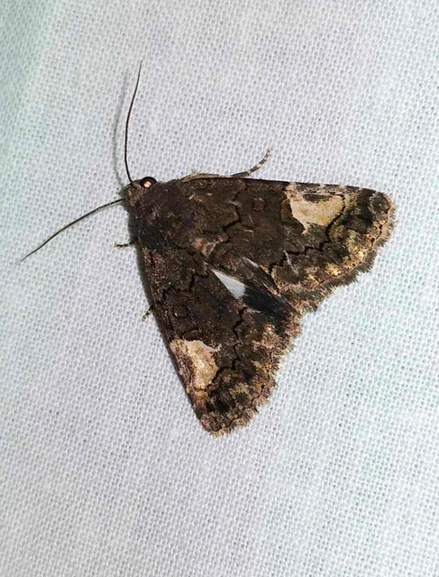 Aedia funesta - folyófűbagoly