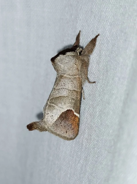 Clostera curtula - rövidszárnyú levélszövő