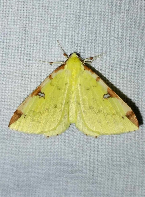 Opisthograptis luteolata - citromsárga araszoló