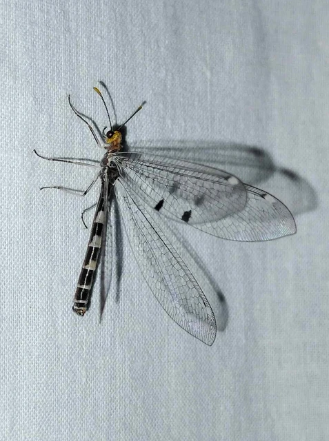 Megistopus flavicornis - kétfoltos hangyaleső